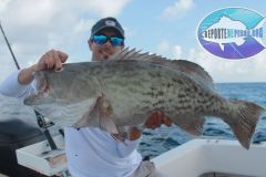 Gag-Grouper-1