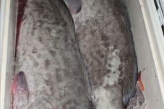 Gag-Groupers