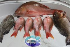 Groupers-2