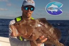 Red-Grouper-2
