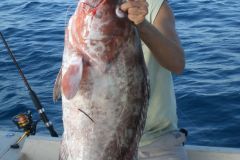 Red-Grouper-4