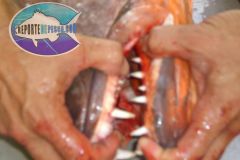 Cubera-Teeth-1