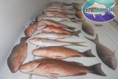 Mangrove-Snappers-2