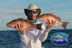 Mangrove-Snappers-3