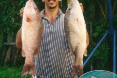 Mangrove-Snappers