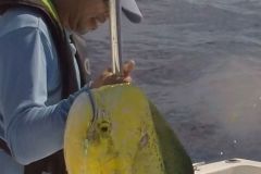 Bull-Dolphin-1