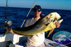 Bull-Dolphin-2