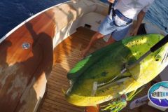 Dorado-2