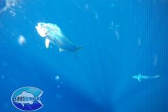 Dorado-4