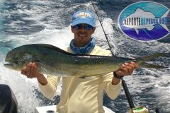 Dorado-5