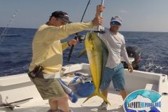 Dorado