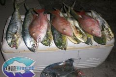 Dorados-1