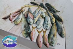 Dorados
