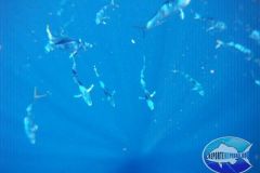 Mahi-Mahi-1