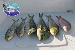 Mahi-Mahi-2