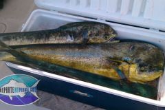 Mahi-Mahi-3