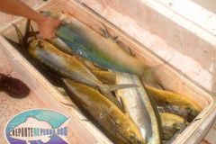 Mahi-Mahi-4