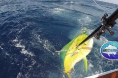 Mahi-Mahi