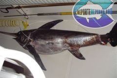 Swordfish-10