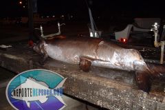 Swordfish-16