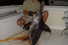 Swordfish-17