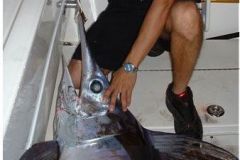 Swordfish-7