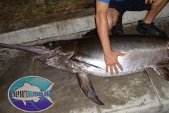 Swordfish-8