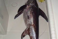 Swordfish-9
