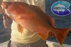 Dog-Snapper-2