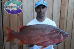Dog-Snapper-3