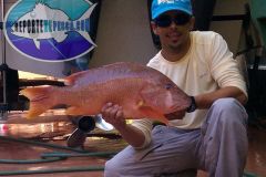 Dog-Snapper