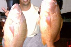 Dog-Snappers