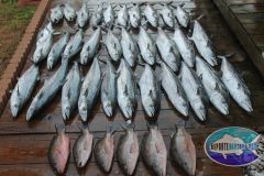 Mackerel