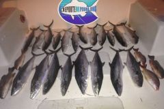 Mackerels