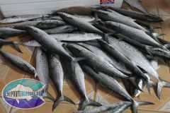 Spanish-Mackerel-1