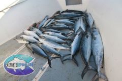 Spanish-Mackerel