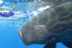 Big-Black-Grouper-1