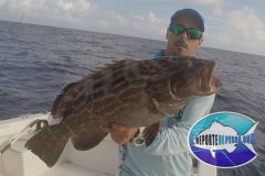 Black-Grouper-1