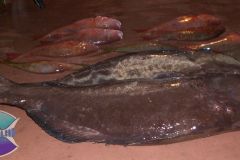Black-Grouper-10