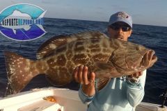 Black-Grouper-11