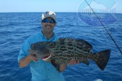 Black-Grouper-14