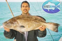 Black-Grouper-15