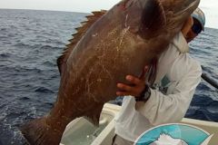 Black-Grouper-16