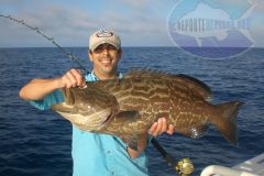 Black-Grouper-17