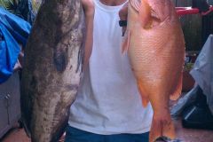 Black-Grouper-19