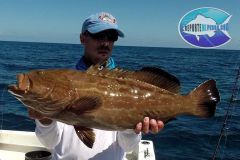 Black-Grouper-2