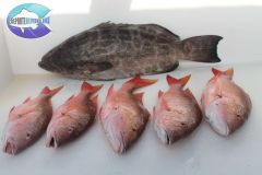 Black-Grouper-3