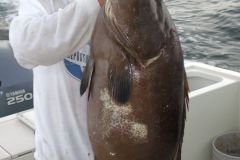Black-Grouper-5