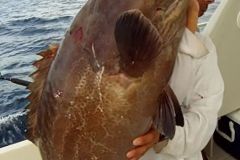Black-Grouper-6