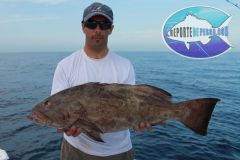 Black-Grouper-7